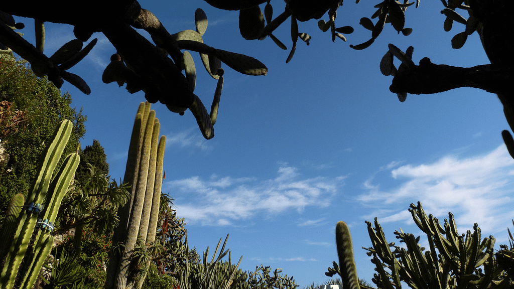 Les jardins exotiques de monaco